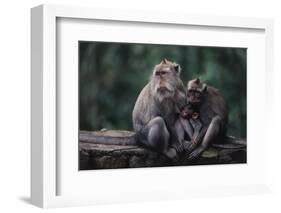 Indonesia, Bali, Ubud, Long Tailed Macaque in Monkey Forest Sanctuary-Paul Souders-Framed Photographic Print