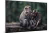 Indonesia, Bali, Ubud, Long Tailed Macaque in Monkey Forest Sanctuary-Paul Souders-Mounted Photographic Print