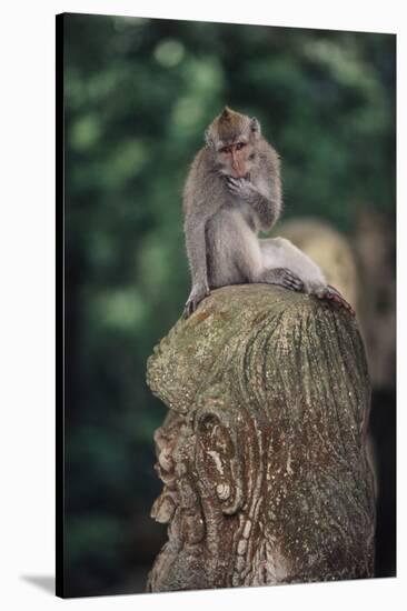 Indonesia, Bali, Ubud, Long Tailed Macaque in Monkey Forest Sanctuary-Paul Souders-Stretched Canvas