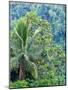 Indonesia, Bali, Ubud. Palm trees in a tropical forest.-Julie Eggers-Mounted Photographic Print