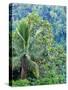 Indonesia, Bali, Ubud. Palm trees in a tropical forest.-Julie Eggers-Stretched Canvas
