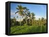 Indonesia, Bali, Ubud. Rice fields and palm trees-Terry Eggers-Framed Stretched Canvas