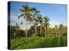 Indonesia, Bali, Ubud. Rice fields and palm trees-Terry Eggers-Stretched Canvas