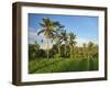 Indonesia, Bali, Ubud. Rice fields and palm trees-Terry Eggers-Framed Photographic Print