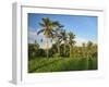 Indonesia, Bali, Ubud. Rice fields and palm trees-Terry Eggers-Framed Photographic Print