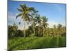 Indonesia, Bali, Ubud. Rice fields and palm trees-Terry Eggers-Mounted Photographic Print