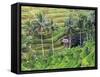 Indonesia, Bali, Ubud, Tegallalang and Ceking Rice Terraces-Michele Falzone-Framed Stretched Canvas