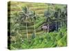 Indonesia, Bali, Ubud, Tegallalang and Ceking Rice Terraces-Michele Falzone-Stretched Canvas