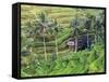 Indonesia, Bali, Ubud, Tegallalang and Ceking Rice Terraces-Michele Falzone-Framed Stretched Canvas