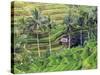 Indonesia, Bali, Ubud, Tegallalang and Ceking Rice Terraces-Michele Falzone-Stretched Canvas