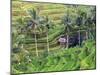 Indonesia, Bali, Ubud, Tegallalang and Ceking Rice Terraces-Michele Falzone-Mounted Photographic Print