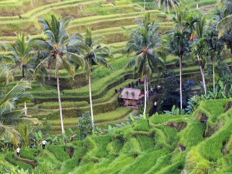 Indonesia, Bali, Ubud, Tegallalang and Ceking Rice Terraces' Photographic  Print - Michele Falzone | AllPosters.com