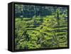 Indonesia, Bali, Ubud. Tegallalang Rice Terraces near Ubud-Terry Eggers-Framed Stretched Canvas