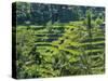 Indonesia, Bali, Ubud. Tegallalang Rice Terraces near Ubud-Terry Eggers-Stretched Canvas