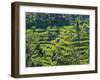 Indonesia, Bali, Ubud. Tegallalang Rice Terraces near Ubud-Terry Eggers-Framed Photographic Print