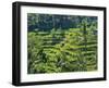 Indonesia, Bali, Ubud. Tegallalang Rice Terraces near Ubud-Terry Eggers-Framed Photographic Print