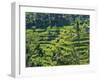 Indonesia, Bali, Ubud. Tegallalang Rice Terraces near Ubud-Terry Eggers-Framed Photographic Print