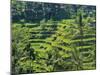 Indonesia, Bali, Ubud. Tegallalang Rice Terraces near Ubud-Terry Eggers-Mounted Photographic Print