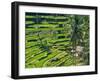 Indonesia, Bali, Ubud. Tegallalang Rice Terraces near Ubud-Terry Eggers-Framed Photographic Print