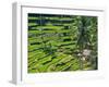 Indonesia, Bali, Ubud. Tegallalang Rice Terraces near Ubud-Terry Eggers-Framed Photographic Print