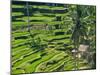 Indonesia, Bali, Ubud. Tegallalang Rice Terraces near Ubud-Terry Eggers-Mounted Photographic Print