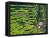 Indonesia, Bali, Ubud. Tegallalang Rice Terraces near Ubud-Terry Eggers-Framed Stretched Canvas