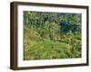 Indonesia, Bali, Ubud. Tegallalang Rice Terraces near Ubud-Terry Eggers-Framed Photographic Print