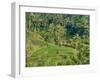 Indonesia, Bali, Ubud. Tegallalang Rice Terraces near Ubud-Terry Eggers-Framed Photographic Print