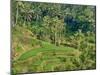 Indonesia, Bali, Ubud. Tegallalang Rice Terraces near Ubud-Terry Eggers-Mounted Photographic Print