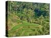 Indonesia, Bali, Ubud. Tegallalang Rice Terraces near Ubud-Terry Eggers-Stretched Canvas