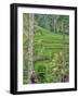 Indonesia, Bali, Ubud. Tegallalang Rice Terraces near Ubud-Terry Eggers-Framed Photographic Print