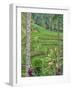 Indonesia, Bali, Ubud. Tegallalang Rice Terraces near Ubud-Terry Eggers-Framed Photographic Print