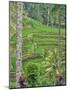 Indonesia, Bali, Ubud. Tegallalang Rice Terraces near Ubud-Terry Eggers-Mounted Photographic Print