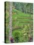 Indonesia, Bali, Ubud. Tegallalang Rice Terraces near Ubud-Terry Eggers-Stretched Canvas