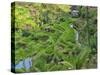 Indonesia, Bali, Ubud. Tegallalang Rice Terraces near Ubud-Terry Eggers-Stretched Canvas