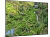 Indonesia, Bali, Ubud. Tegallalang Rice Terraces near Ubud-Terry Eggers-Mounted Photographic Print