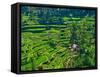 Indonesia, Bali, Ubud. Tegallalang Rice Terraces.-Julie Eggers-Framed Stretched Canvas