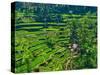 Indonesia, Bali, Ubud. Tegallalang Rice Terraces.-Julie Eggers-Stretched Canvas