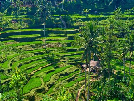 https://imgc.allpostersimages.com/img/posters/indonesia-bali-ubud-tegallalang-rice-terraces_u-L-Q1R4O8K0.jpg?artHeight=350&artPerspective=n&artWidth=550&background=fbfbfb