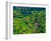 Indonesia, Bali, Ubud. Tegallalang Rice Terraces.-Julie Eggers-Framed Photographic Print