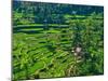 Indonesia, Bali, Ubud. Tegallalang Rice Terraces.-Julie Eggers-Mounted Photographic Print