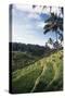 Indonesia, Bali, View of Field-Tony Berg-Stretched Canvas