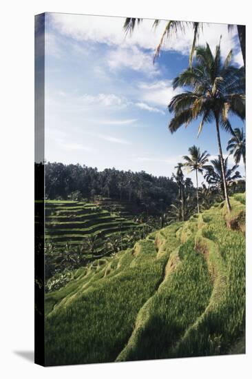 Indonesia, Bali, View of Field-Tony Berg-Stretched Canvas