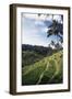 Indonesia, Bali, View of Field-Tony Berg-Framed Photographic Print