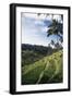 Indonesia, Bali, View of Field-Tony Berg-Framed Photographic Print
