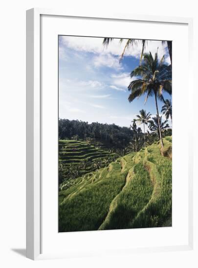 Indonesia, Bali, View of Field-Tony Berg-Framed Photographic Print