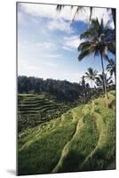 Indonesia, Bali, View of Field-Tony Berg-Mounted Photographic Print