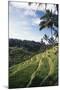 Indonesia, Bali, View of Field-Tony Berg-Mounted Photographic Print