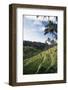 Indonesia, Bali, View of Field-Tony Berg-Framed Photographic Print