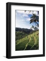 Indonesia, Bali, View of Field-Tony Berg-Framed Photographic Print